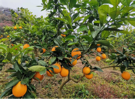 永川“留娃”去处上新→