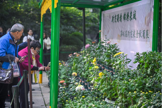 第46届趵突泉金秋菊展即将登场，游览攻略来了
