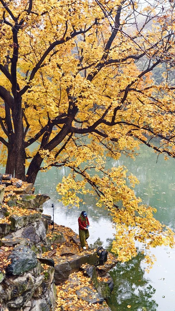 雨落颐和园后溪湖，秋色染透一地金黄