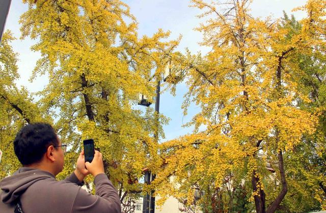 江苏苏州：街头银杏渐泛金黄 古城添别样美感
