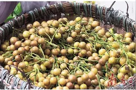 黄皮熟了 美味开启图片