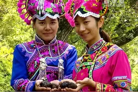 从“猪拱菌”到“黑钻石”——中国主产区大力发展松露产业图片