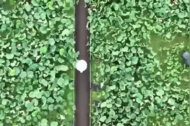 寻迹中国丨俄罗斯小伙探访桂林“书画小镇”，大开眼界！图片