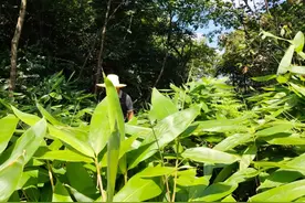 三穗： “小粽叶”成为群众增收“金叶子”图片