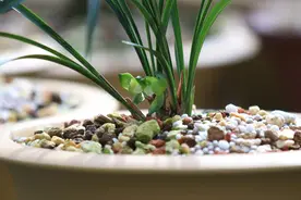 令人惊喜！节后开工第一周，“赤壳荷素”开出了一杆双花图片