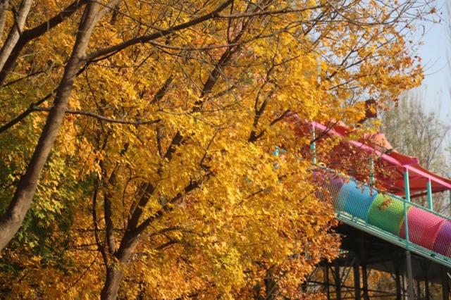 冬已至，秋未远，再赏一波王四营的秋——