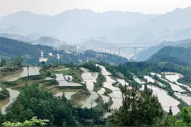 贵州习水：水稻移栽忙 梯田美如画图片