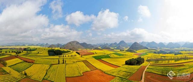 “纯素颜，无滤镜”！这就是罗平油菜花海