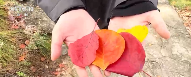 “斑斓秋色+新潮玩法”点燃赏秋游新热力 文旅新消费活力十足