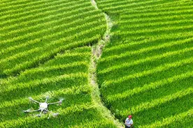 湖南桂阳：植保无人机“赶花”授粉图片