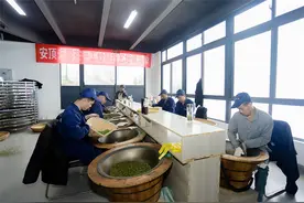山色空蒙飘茶香 杭州富阳安顶云雾茶开茶图片