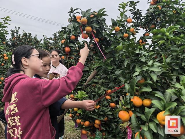 趣味乐跑、柑橘采摘……安溪镇这场 “丰收盛宴” 解锁乡村新体验