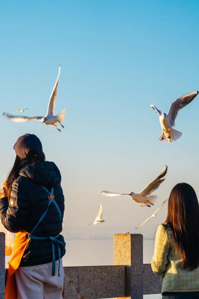 都是小众打卡点！在这些地方看海鸥，景美鸥多还诗意满满~