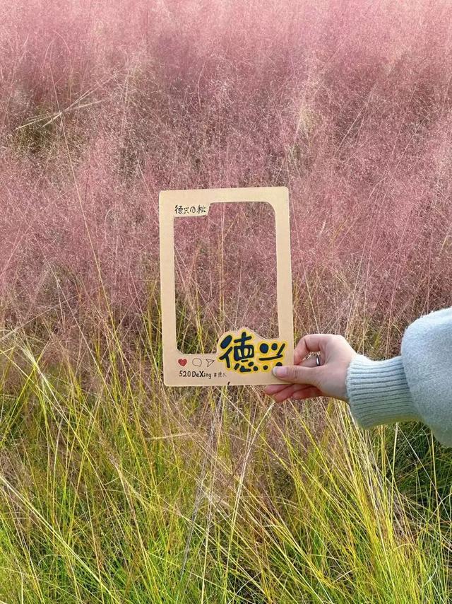 爆款打卡！这里藏着一片粉色云雾海，花期不等人