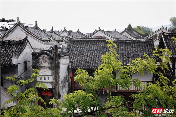 当夏天遇见秀水状元村，连鸭子都过得像画里的神仙