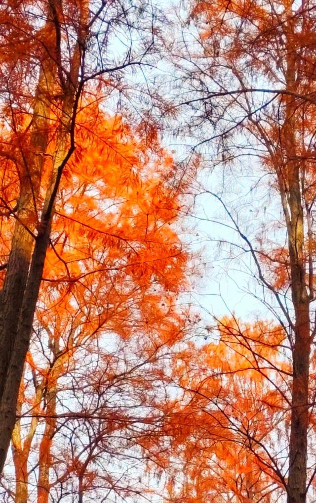 江苏溧水：东屏湖藏生态秘境 松杉林成打卡新地标