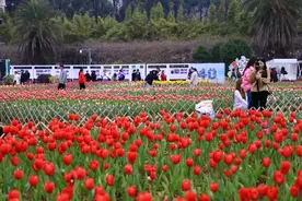最全花期指南来了！春天跟着这个时间表赏花不会错图片