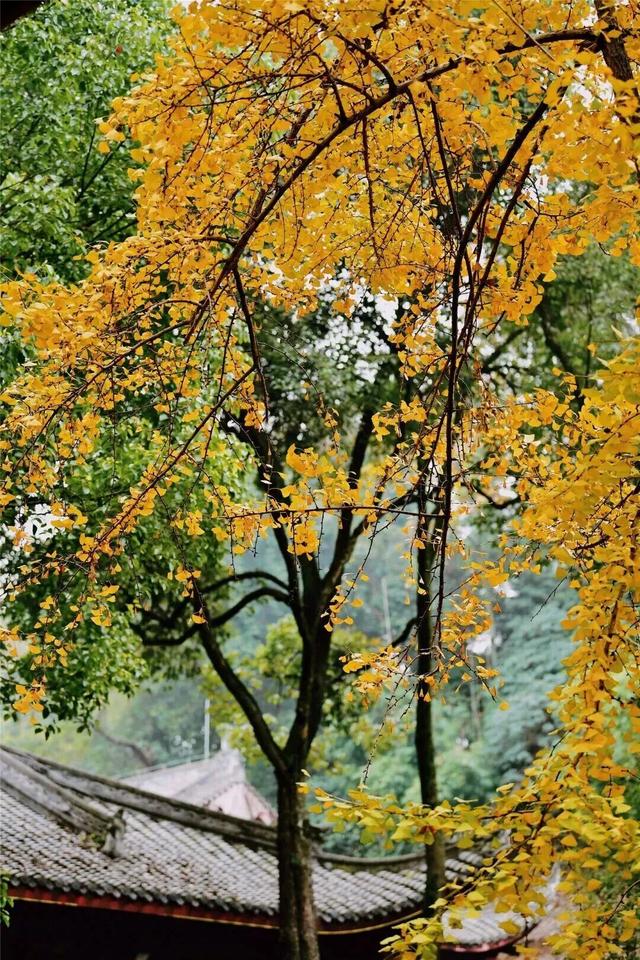 出发！来四川淘“金”