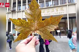 落叶季进入第二波，在上海寻找最文艺的叶子！图片
