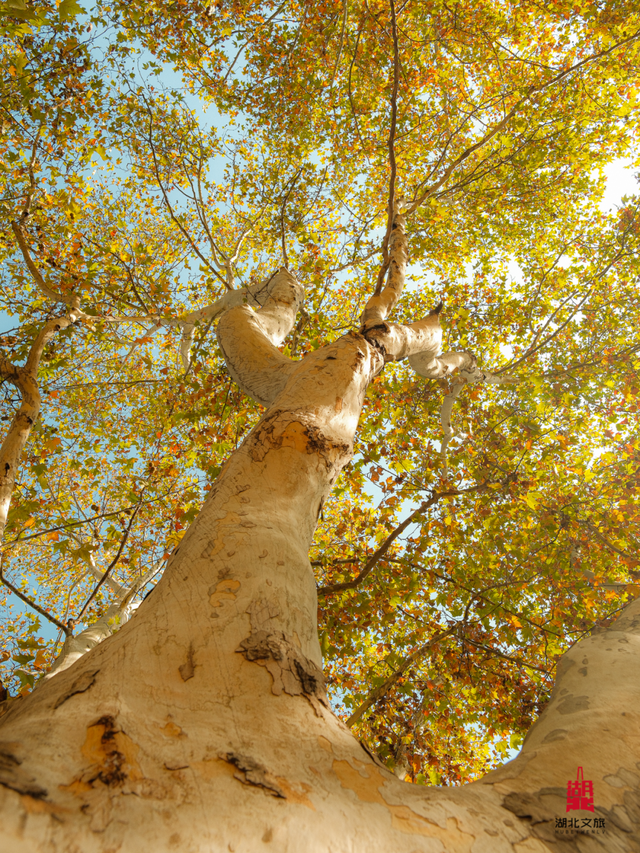 寒潮倒计时！再不来就迟了
