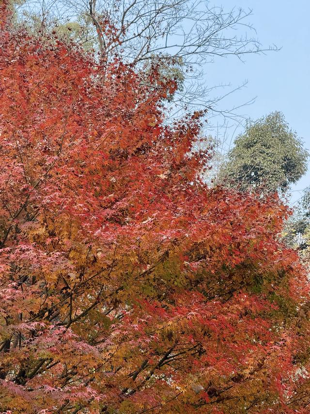 岳麓山枫叶进入最佳观赏期！层林尽染美如画