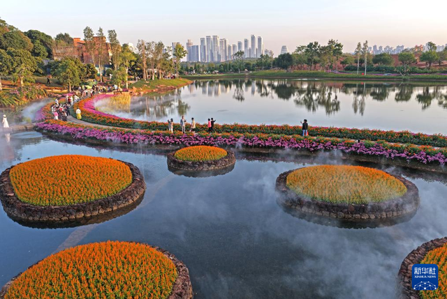 冬日暖阳映花俏