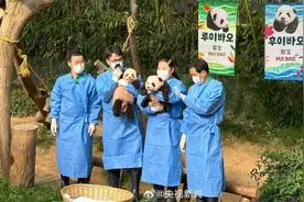 有名字啦！福宝妹妹们叫睿宝辉宝图片