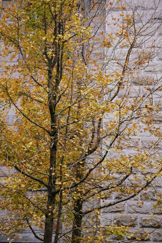 黄了！黄了！福州这里迎来颜值高峰！