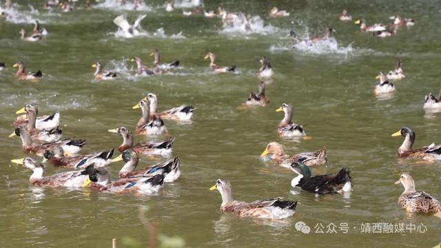 0级耗能制冷神器，在靖西我们用ta来降温 | “宝藏凉县”避暑攻略④