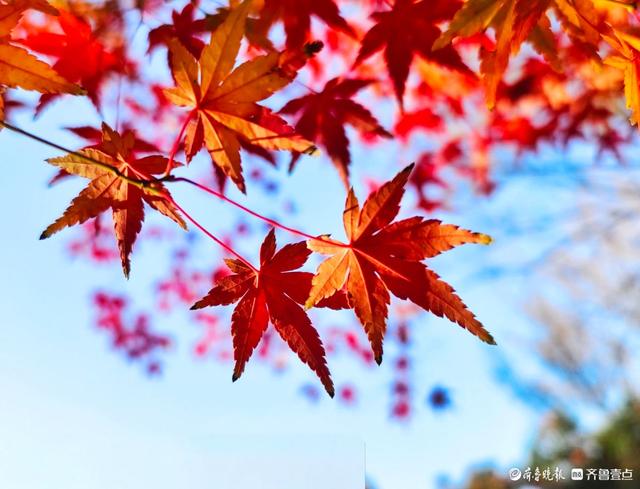 冬日枫树叶，五彩斑斓景致绝美
