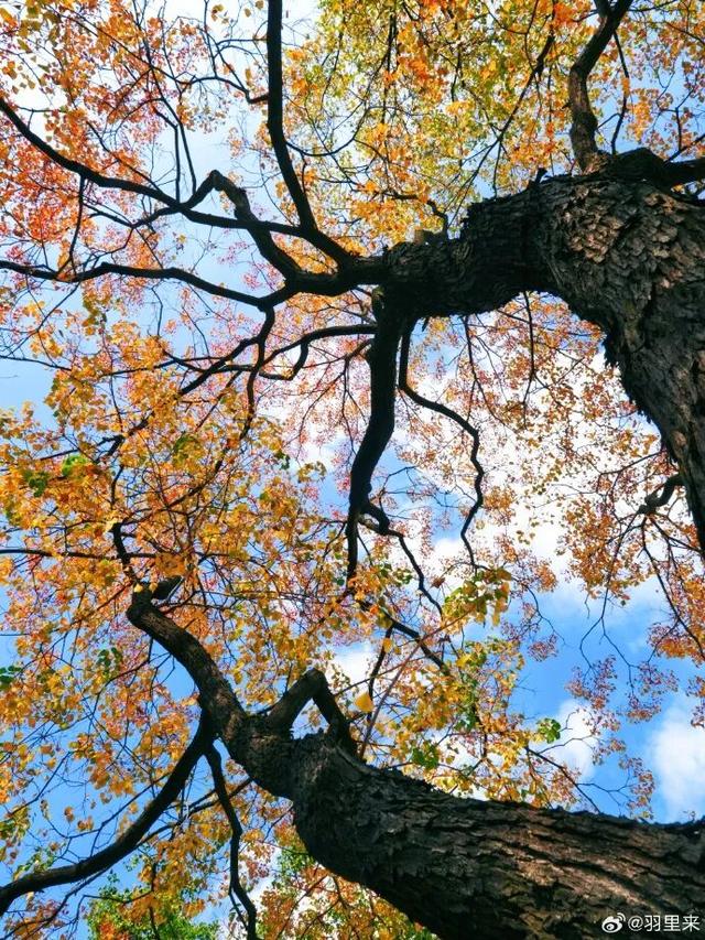 怎么能错过秦淮的秋天呢？