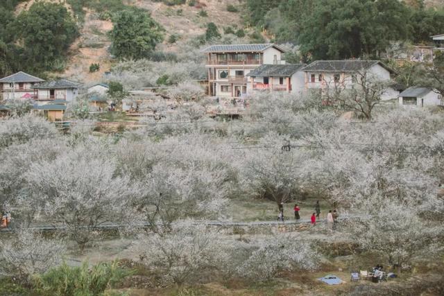 赏梅直奔福州这里，这片“雪海”太惊艳了！