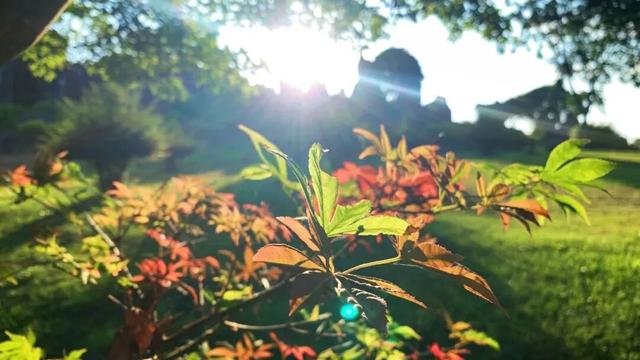 石林的冬天，藏着“延迟版”秋景