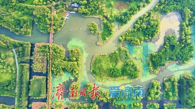 一年四季 泉在济南丨初秋画卷徐徐展开，济西湿地引客来