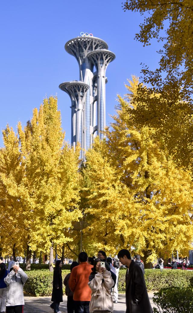 秋叶漫舞映京城