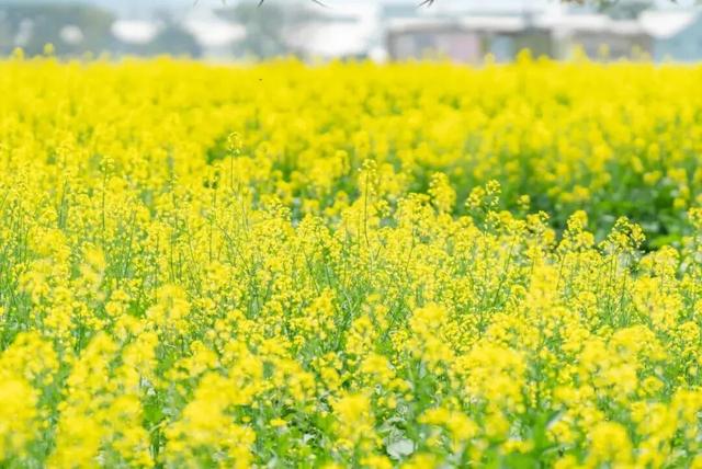 全网爆火！被里水这座浪漫岛屿惊艳到了！游玩攻略→