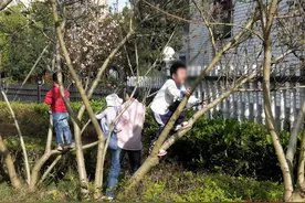 不文明行为曝光台：“熊孩子”攀爬树木，不文明且危险图片