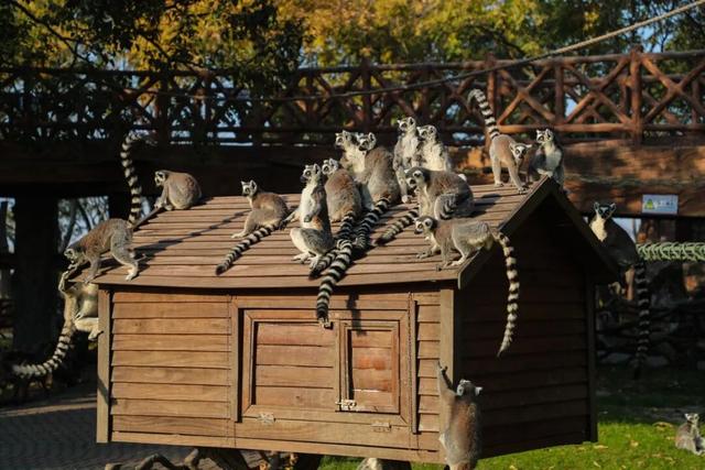 上野大熊猫百日庆邀你免费游园！