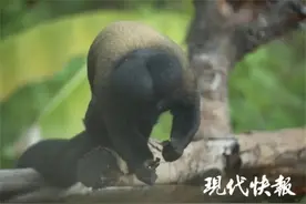 又“丑”上热搜！南京红山动物园的回应哈哈哈哈哈图片