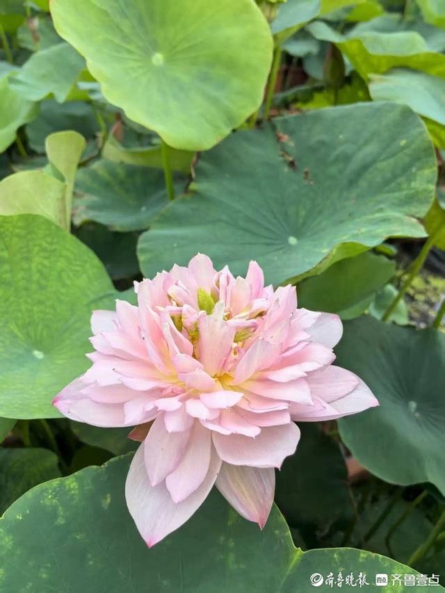 解锁泉城夏日限定浪漫！济南第39届荷花艺术节启幕