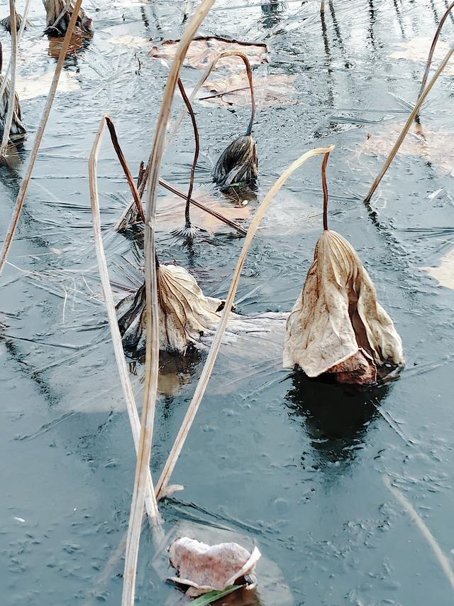 一亩园冬韵：湖漾冰凝冬生趣，花草霜缀笑含春