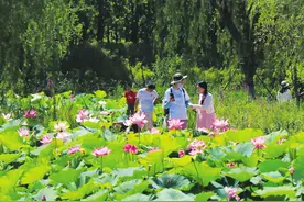 长治市漳泽湖国家城市湿地公园：荷花盛放 摇曳生姿图片