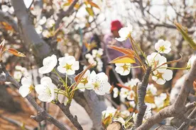 一树梨花一树春图片