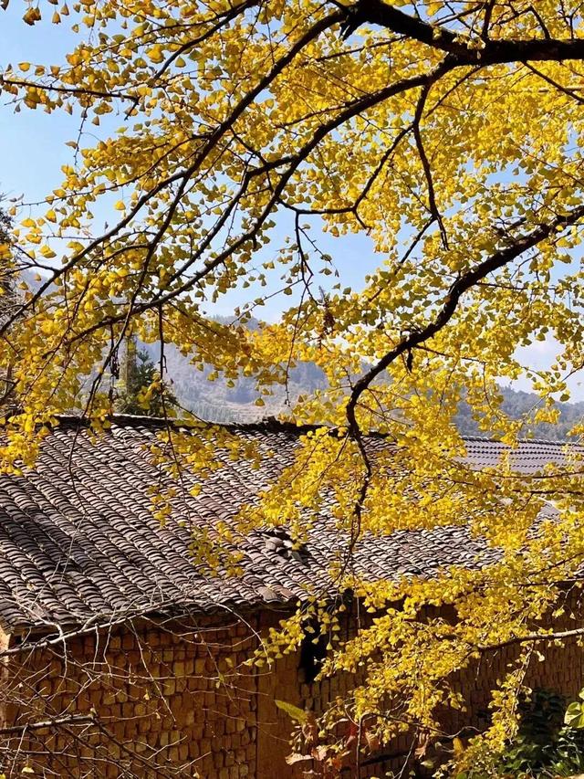 八闽秋冬，藏着一片金色童话