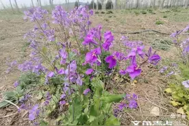 翟所祥：初夏的味道图片