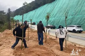 全民齐添绿！信宜乡村绿化热潮涌动图片