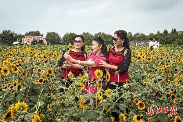 东西湖区一公园，60万株鲜花盛放