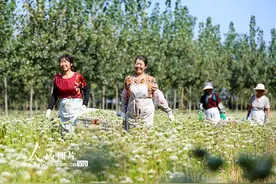 山东即墨：韭菜花盛开采收忙图片