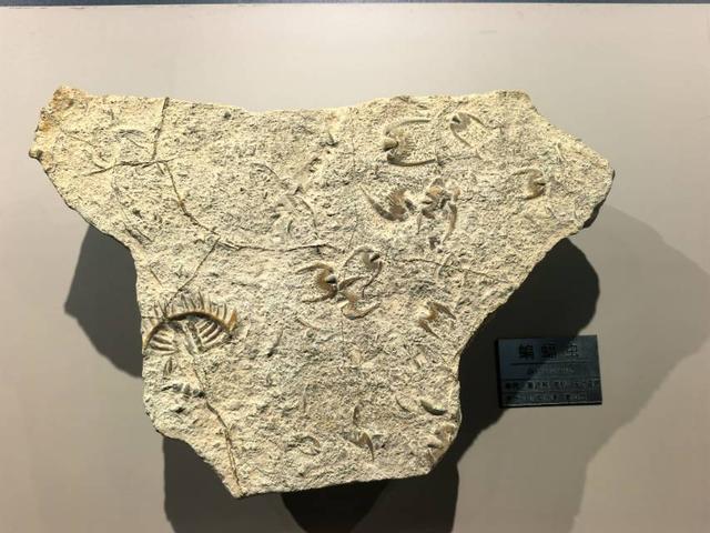 这里是青岛｜海大海洋生物博物馆免费开放，3000余标本展现海底奇幻