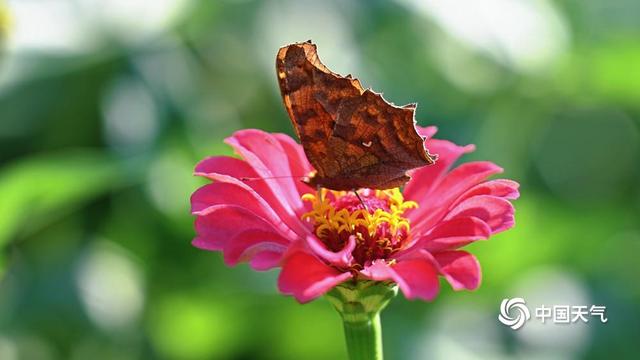北京奥森公园：一片花海染秋光